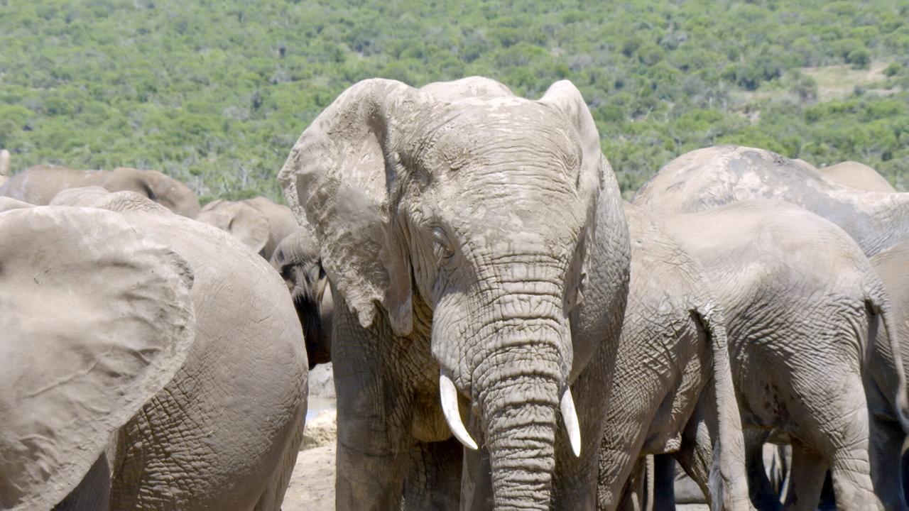 © ORF/ZDF Die Sprache der Tiere