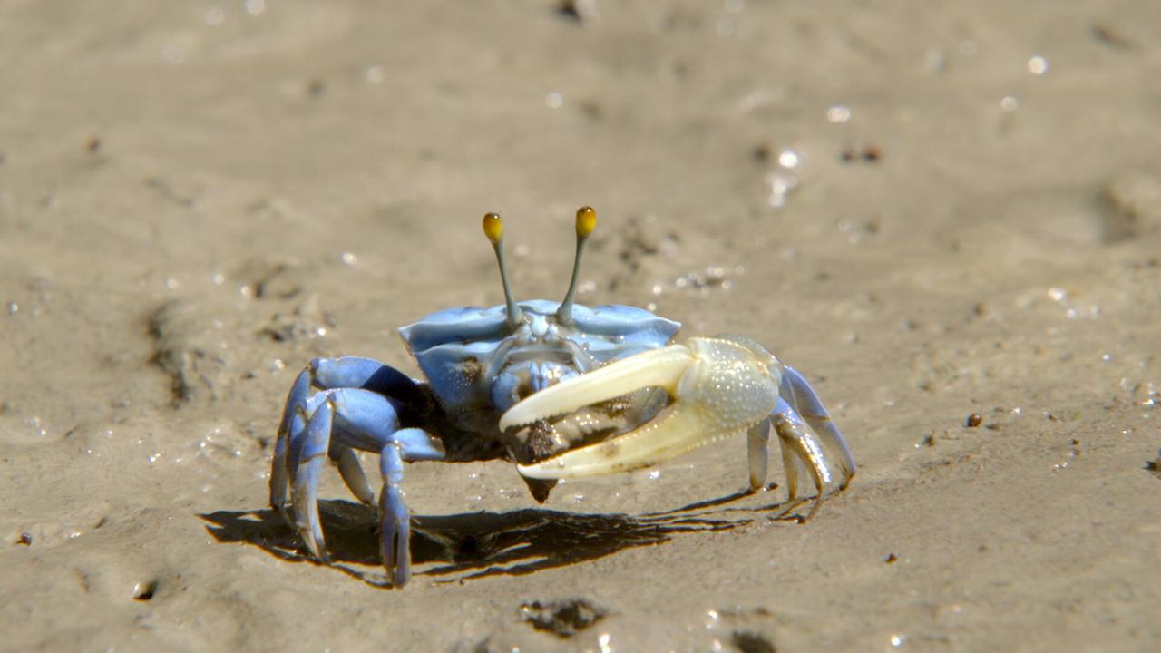 © ORF/ZDF Die Sprache der Tiere