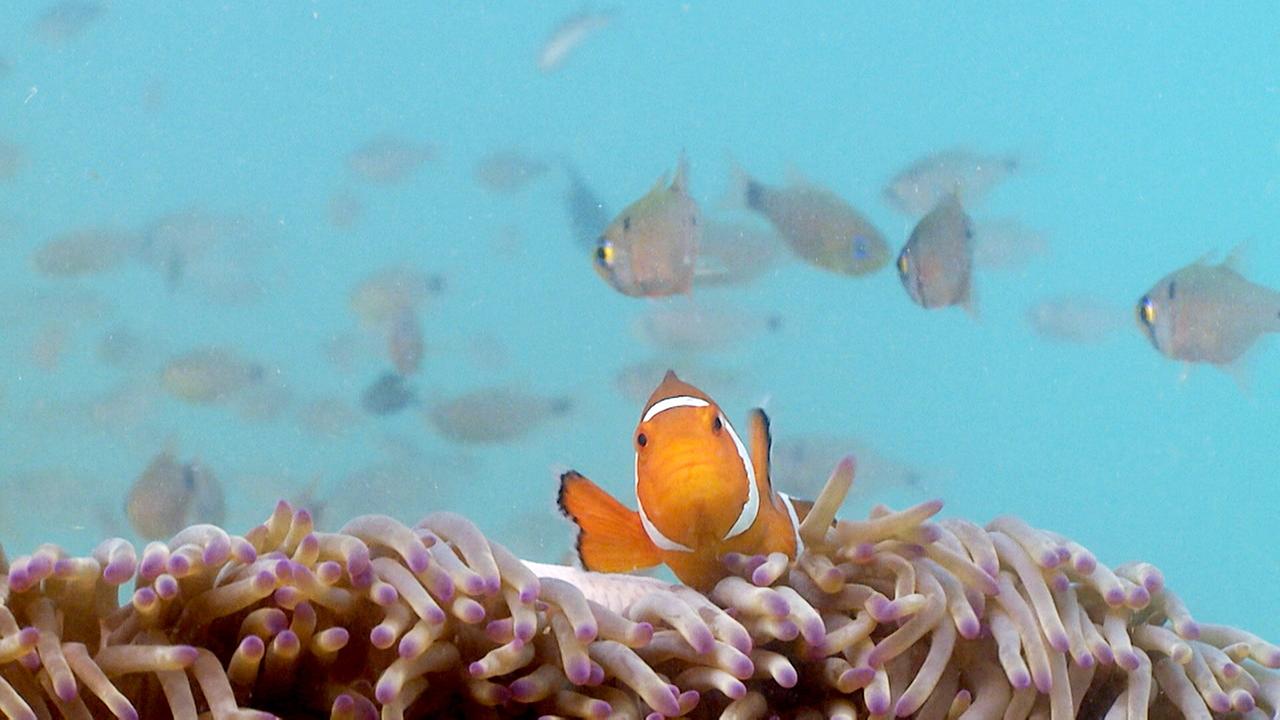 © ORF/ZDF Die Sprache der Tiere