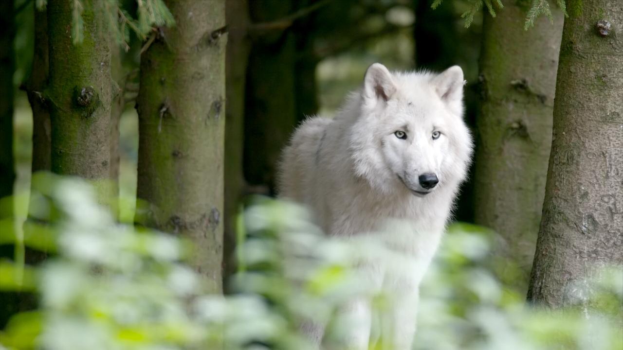 © ORF/ZDF Die Sprache der Tiere