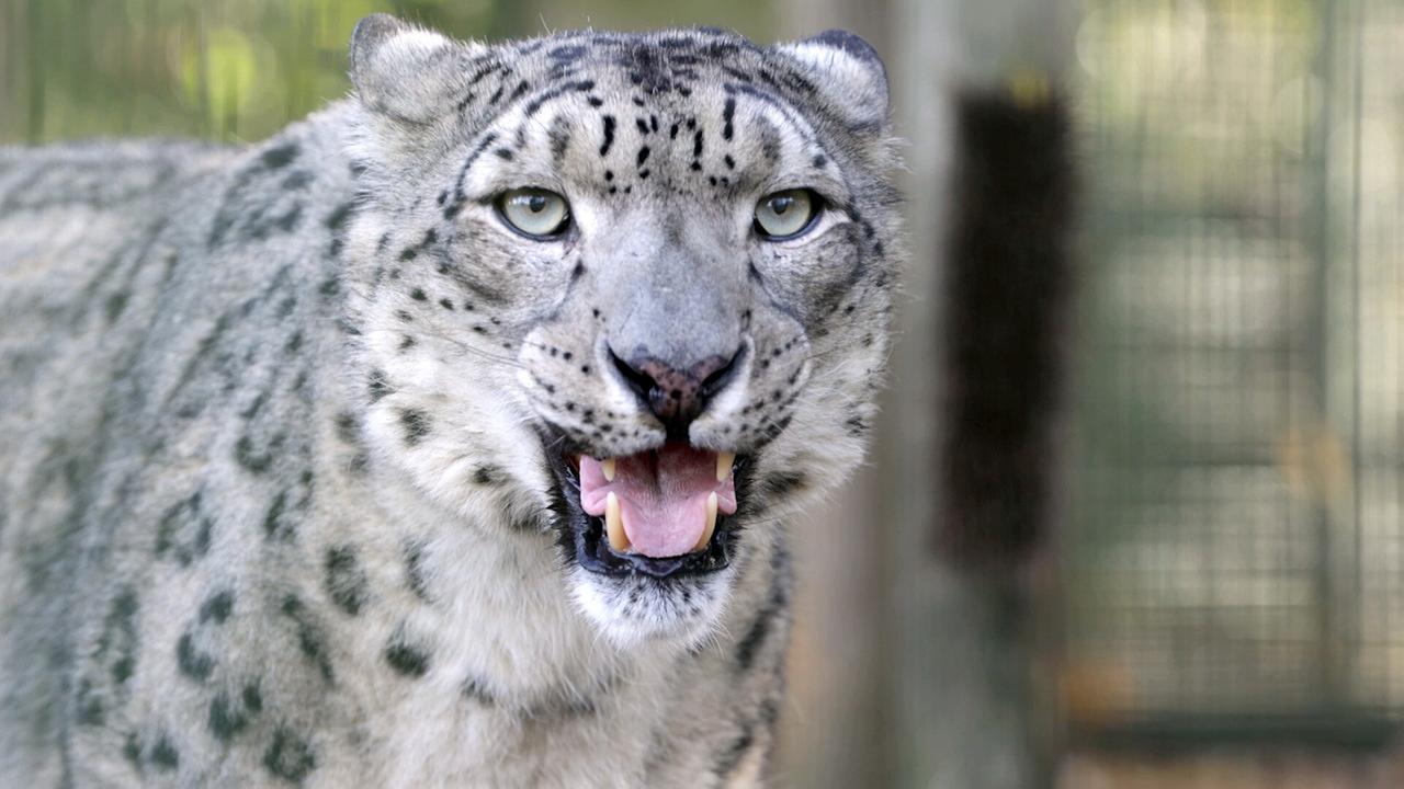 © ORF/ZDF Die Sprache der Tiere