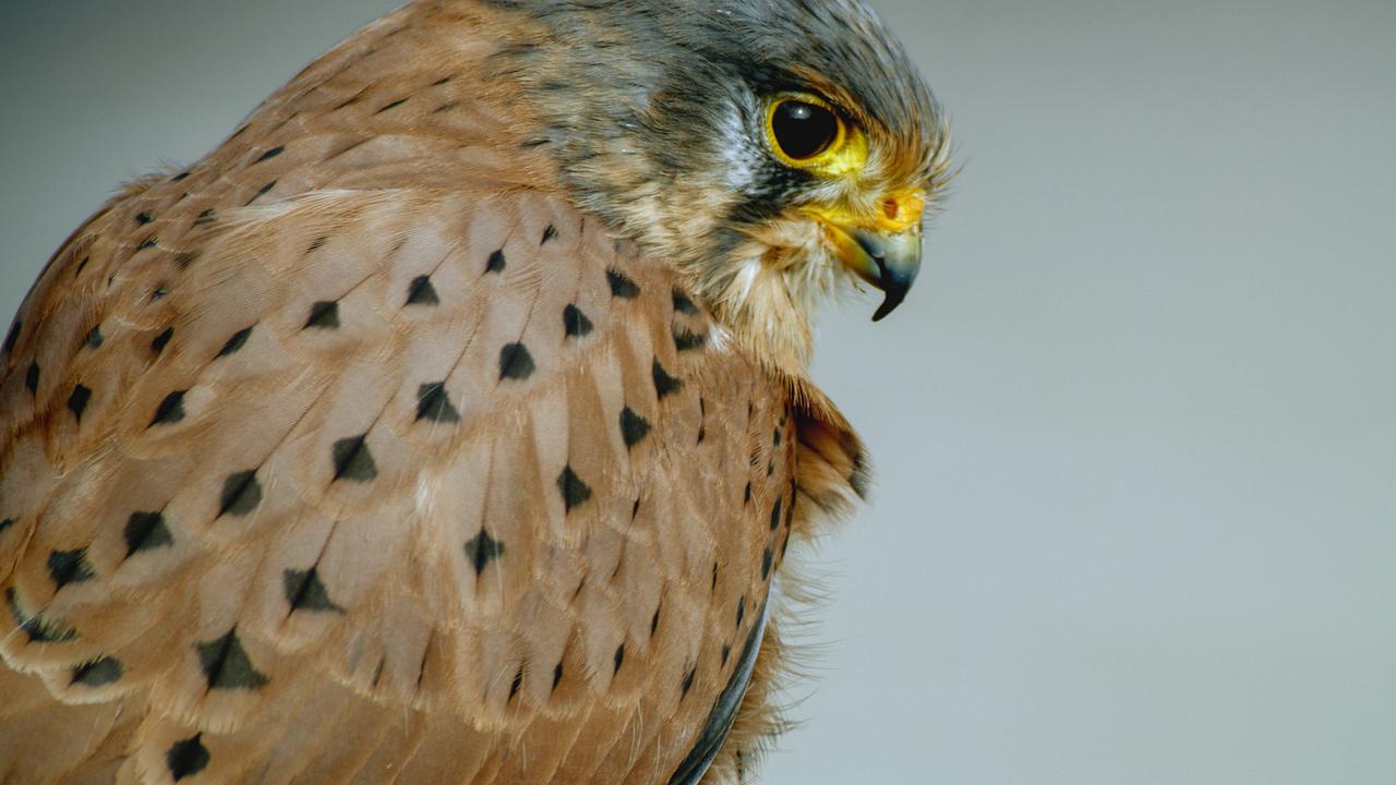 Turmfalken - Jäger der Großstadt